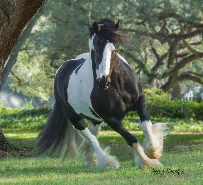 Kuchi, Gypsy Vanner Mare @Gypsy Gold Farm